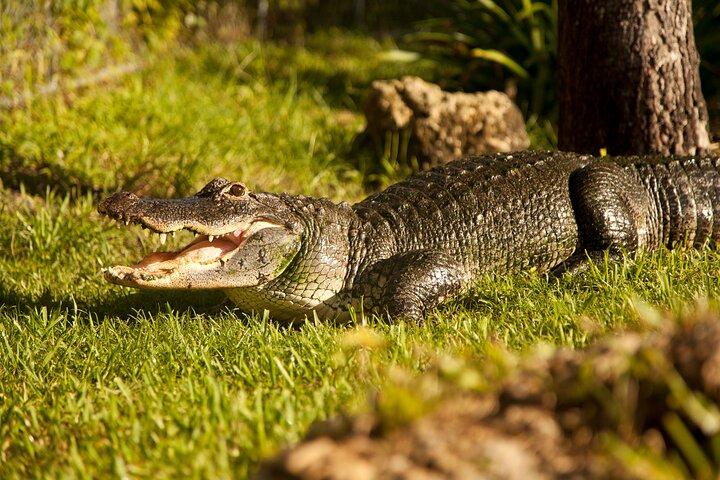 Everglades Airboat Adventure with Hotel Transport from Miami