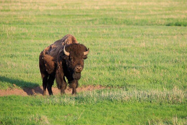 Yellowstone Nat'l Park Full Day Tour From Cody, WY