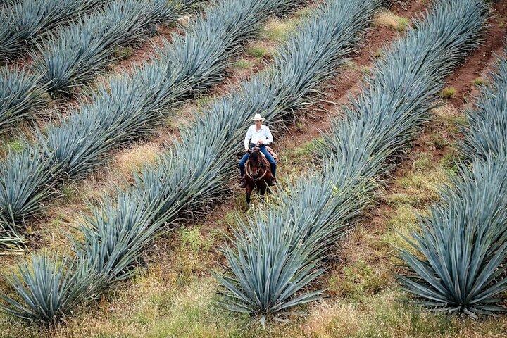 Private Experience of Tequila Town from Jalisco