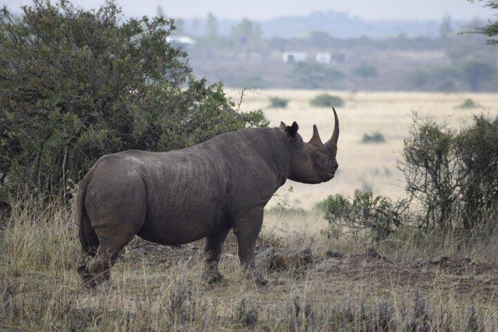 7 Days Safari in Kenya: Masai Mara, Nakuru and Amboseli