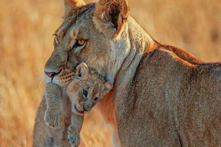 3 Days safari to Tarangire, Ngorongoro and Manyara national park