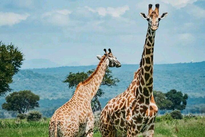 3 Days safari to Tarangire, Ngorongoro and Manyara national park