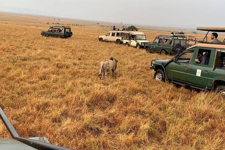 3 Days Best Of Masai Mara Safari-Luxury package