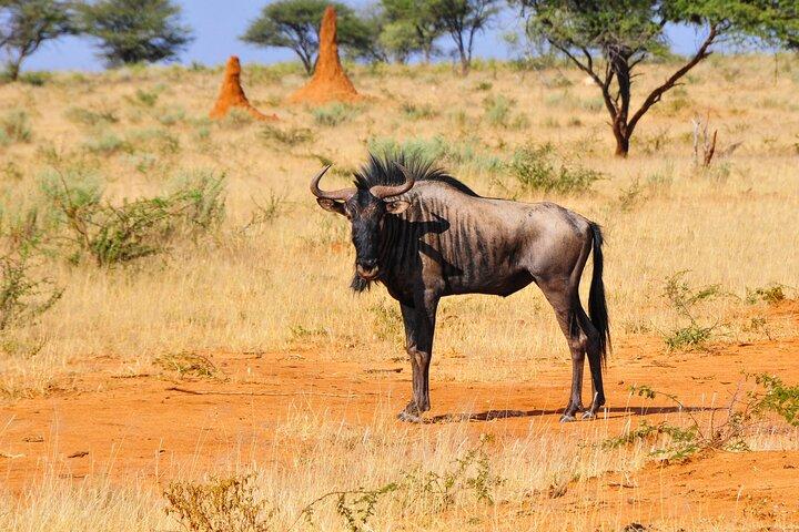 2 Days Luxury Safari Tour in Tarangire & Ngorongoro