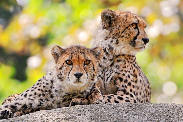 Private Day Trip to Arusha National Park