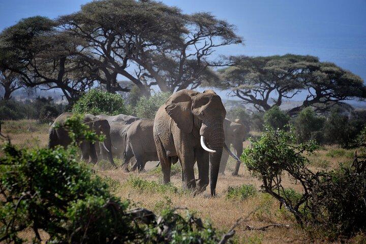 Private Day Trip to Arusha National Park