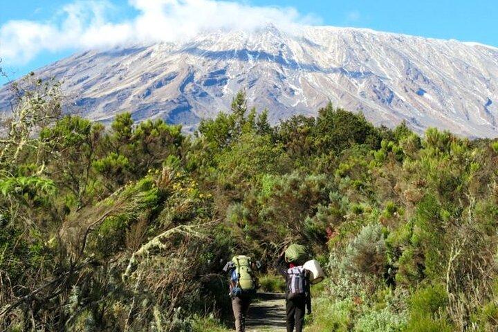 Full Day Guided Trekking in Mount Kilimanjaro