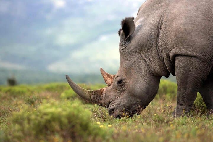 Rhino and Lion Park Safari Tour