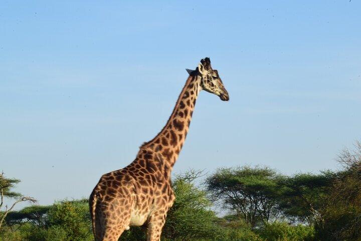Unforgettable 6 Days Tanzania Private Big-5 Mid-range Safari