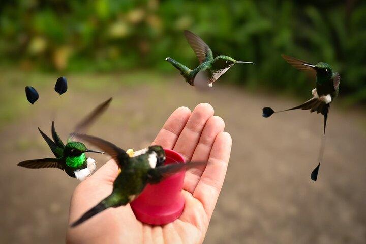 Mindo Cloud Forest Private Tour: Birdwatching, Birds & Nature