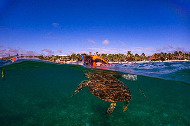 Swim with akumal turtles