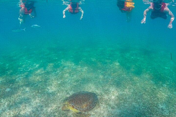 Swim with akumal turtles