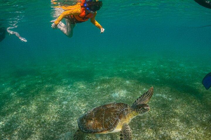 Swim with akumal turtles