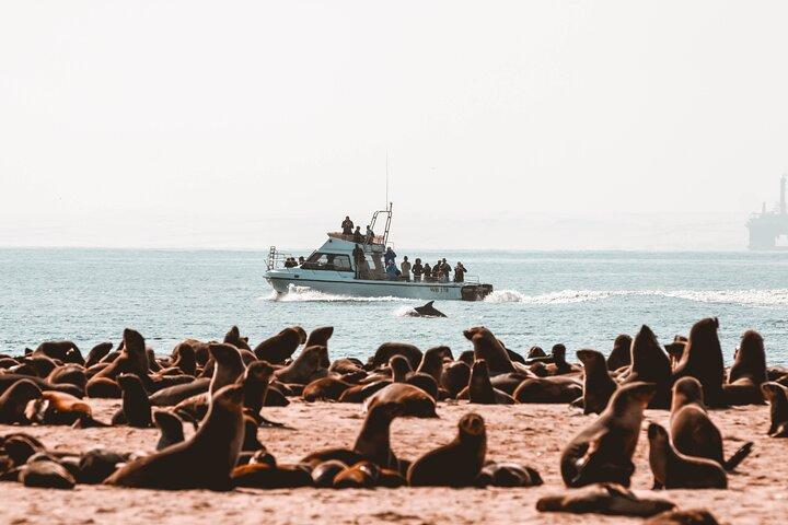 Mola Mola Marine Dolphin Cruise from the Walvis Bay Waterfront to Pelican Point