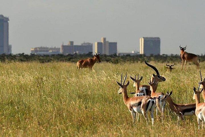 Nairobi National Park and Giraffe Center day Tour