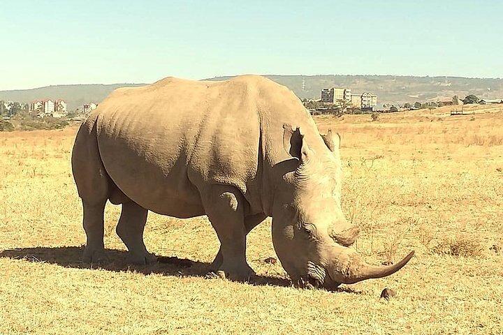Nairobi National Park and Giraffe Center day Tour