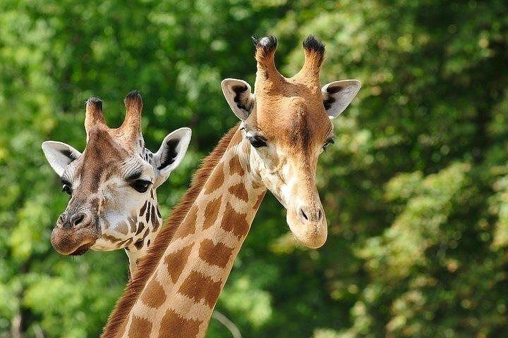 Nairobi National Park and Giraffe Center day Tour