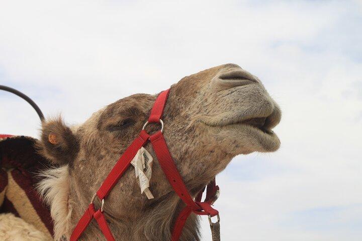 camel ride experience at sunset in the agafay desert