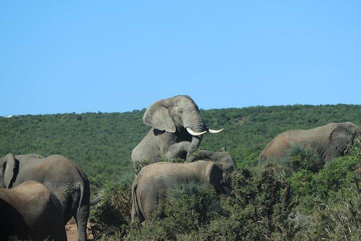 4X4 Addo Elephant National Park Safari from Port Elizabeth