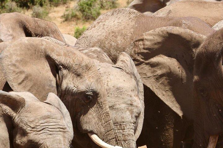 4X4 Addo Elephant National Park Safari from Port Elizabeth