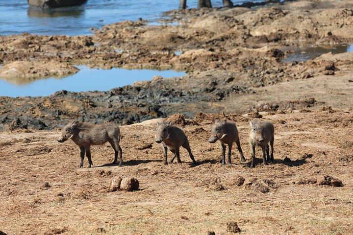 4X4 Addo Elephant National Park Safari from Port Elizabeth