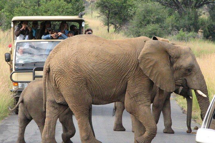 Private Pilanesberg Closed Drive Safari