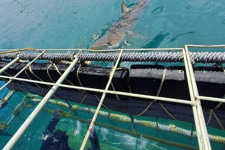 Cape Shark Diving Adventures