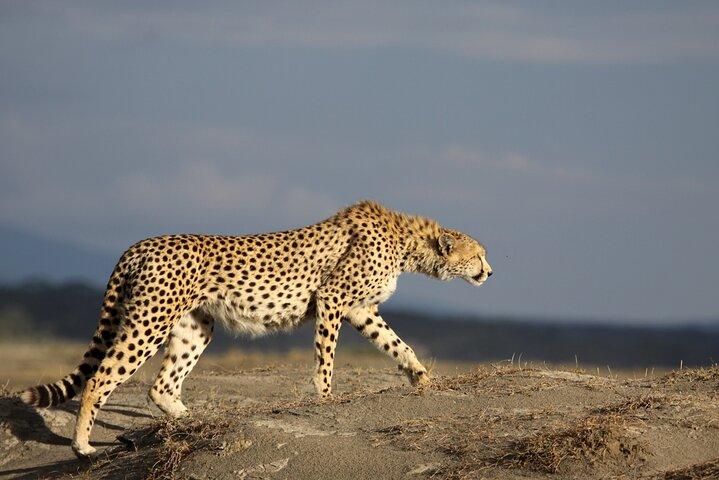 2 Days Tour Tarangire and Ngorongoro Crater Group Joining Safari