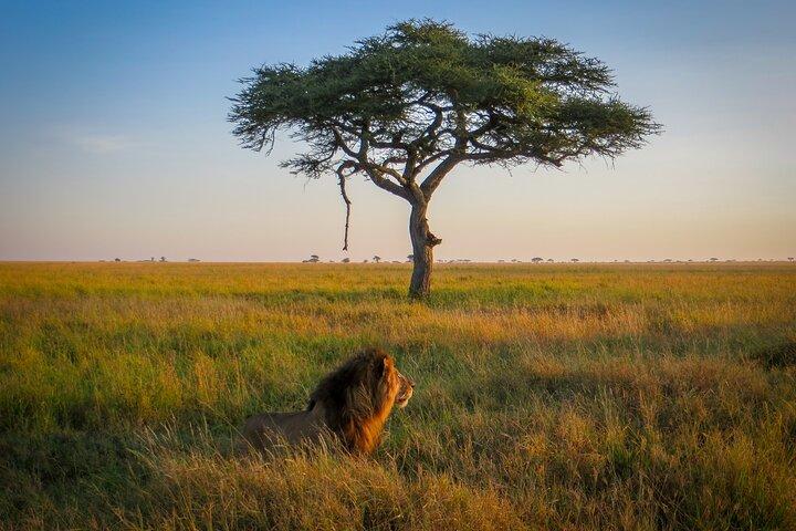 2 Days Tour Tarangire and Ngorongoro Crater Group Joining Safari
