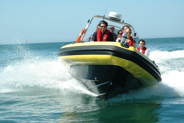 Dolphin Watching Experience in Cascais