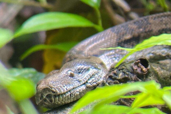 Manuel Antonio Quepos Mangrove Boat Tour