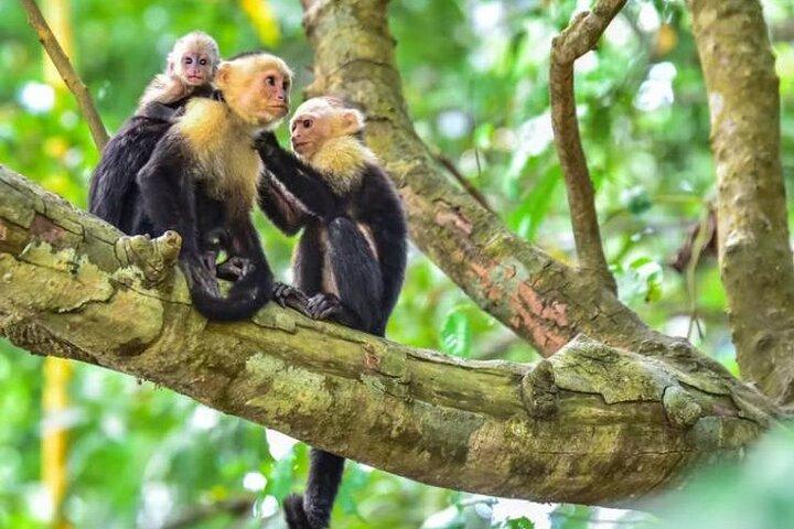 Manuel Antonio Quepos Mangrove Boat Tour