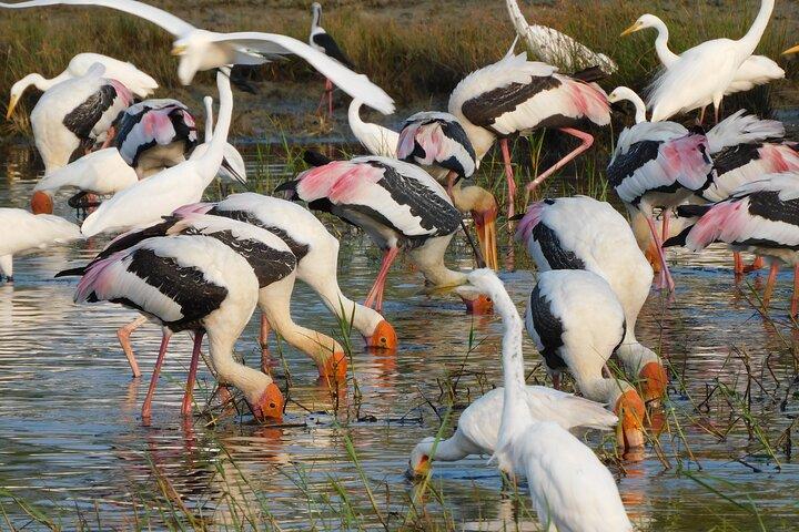 Bundala National Park : Safari Tour with Entrance tickets & Jeep