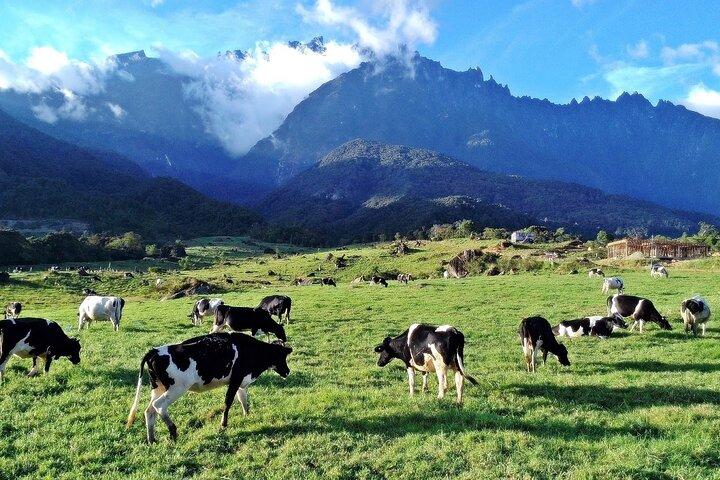 Private Desa Dairy Farm, Kinabalu National Park, Hot Spring & Canopy Walk Tour
