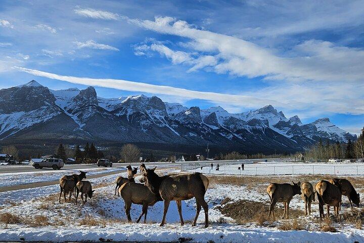 Discover Banff National Park - Premium Day Trip