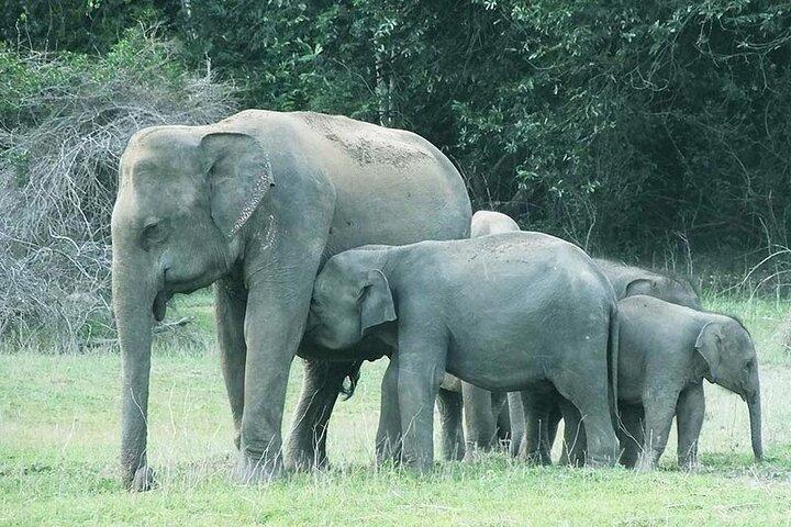 Gal Oya Safari and Vedda Safari Day Trip from Pasikuda/Kalkuda