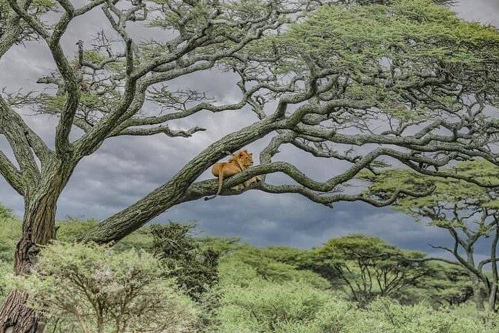 Tarangire National Park from Arusha Town Shared Day Tour