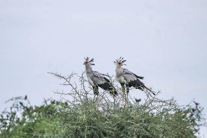 Tarangire National Park from Arusha Town Shared Day Tour
