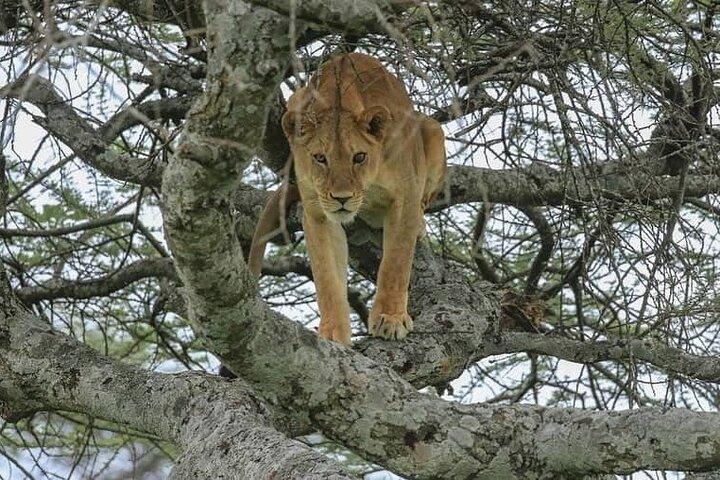 Tarangire National Park from Arusha Town Shared Day Tour