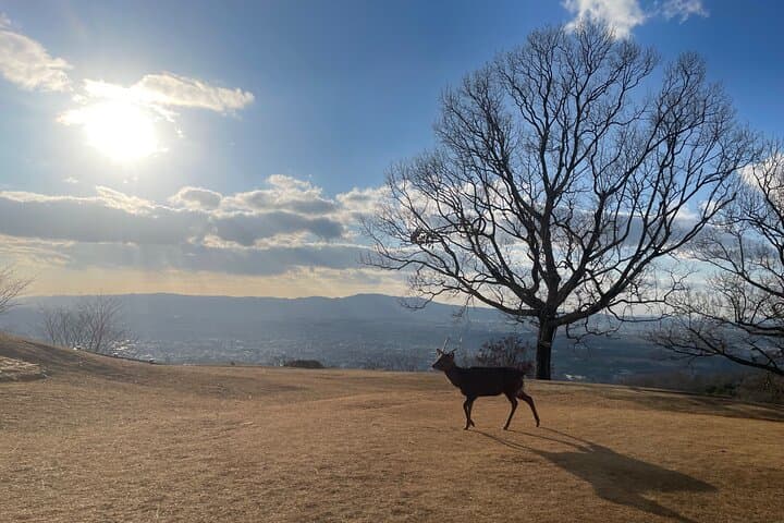 Private Kyoto Tour: Explore the Most Iconic Sights