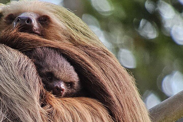 Monteverde Cloud Forest Suspension Bridges with Naturalist Guide