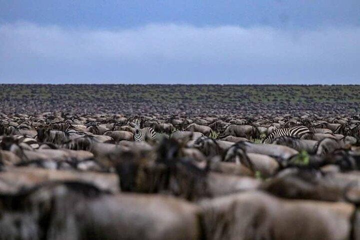 Tarangire National Park from Arusha Town Shared Day Tour