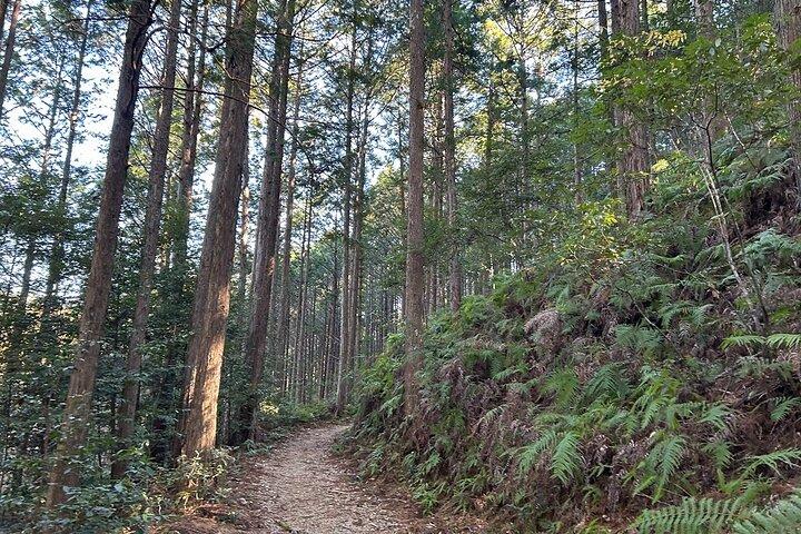 3 Day Kumano Kodo Pilgrimage Route Walking Tour from Osaka
