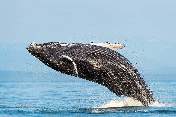 Huatulco Dolphin & Whale Watch Adventures