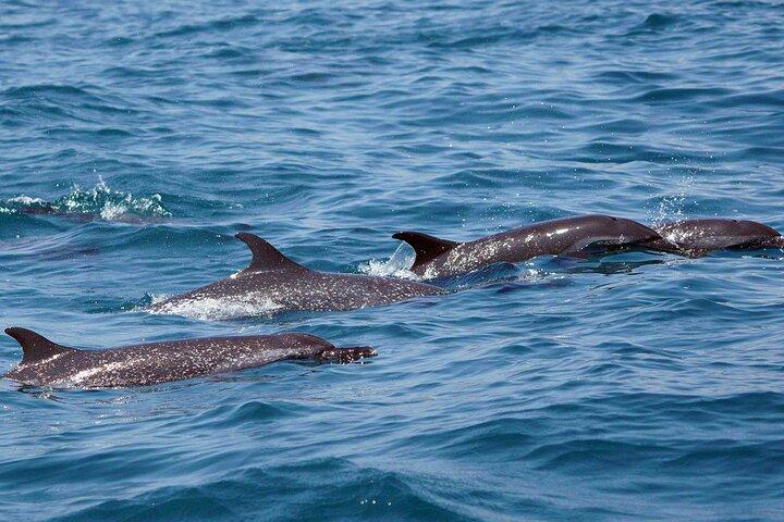 Huatulco Dolphin & Whale Watch Adventures