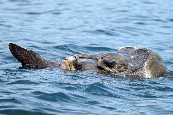 Huatulco Dolphin & Whale Watch Adventures