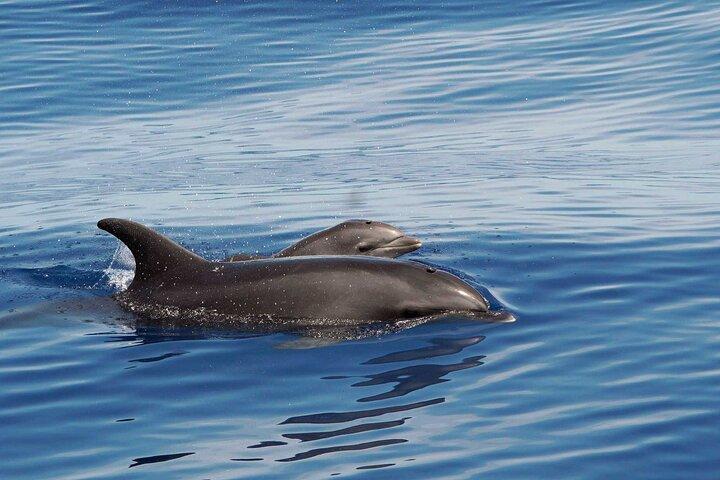 Huatulco Dolphin & Whale Watch Adventures