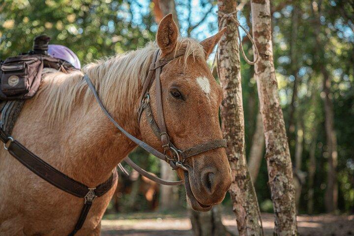 Horseback Ride to Xunantunich Maya Ruins