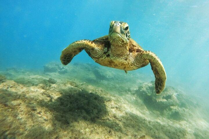 Amazing Adventure in Akumal: Swim with turtles & Tulum Ruins