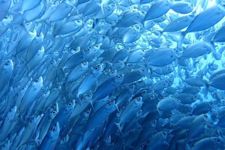 Moalboal Sardine Run, Sea Turtle and Mantayupan Falls